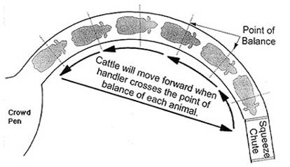 handler movement