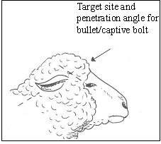 Target site and penetration angle for bullet/captive bolt