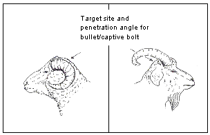 Figure 2. Target site and penetration angle for sheep and goats with large horns.