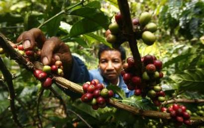 A farmer picks robusta coffee fruits during harvest season in Toraja, Indonesia's South Sulawesi province, June 22, 2009. Indonesia is the world's second-largest robusta producer after Vietnam.
