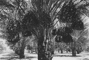 8-year old-'Deglet Noor' date palm