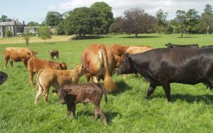 COWS & CALVES eNGLAND