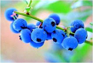 CU Blueberries