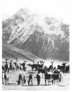 Farmed New Zealand deer under snow-capped mountains