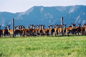 Deer farming in New Zealand