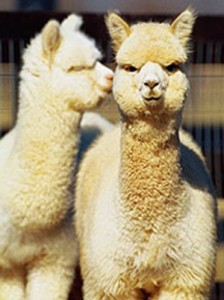 alpacas