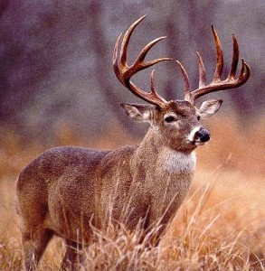 free_deer_hunting_tips_big_buck