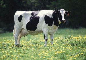 Holstein dairy cow