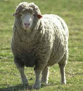 sheep