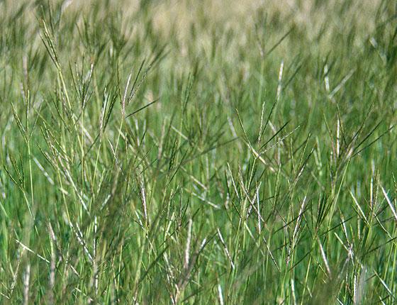 Indian-Bluegrass-plant