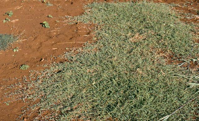 Indian-Bluegrass-spreads-stolpns-groundcover