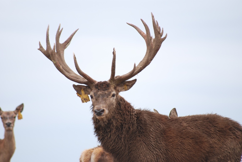 Red_Stag_bull