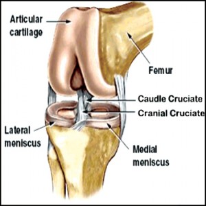 Dog Cruciate Ligament