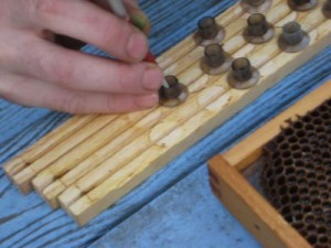 Grafting bees using the Chinese Grafting tool
