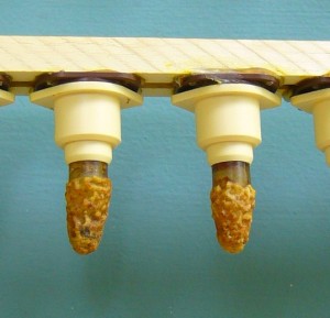 Jenter queen bee rearing system