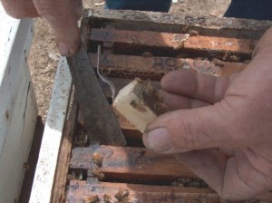 Re-Queening the colony