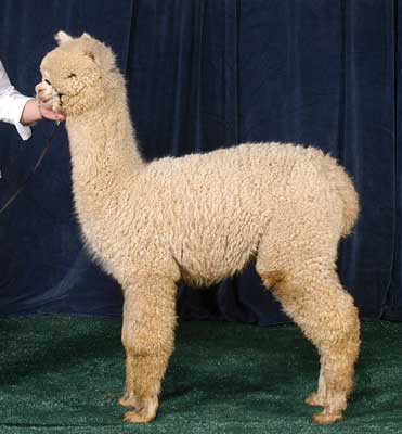 Marketing strategy 1