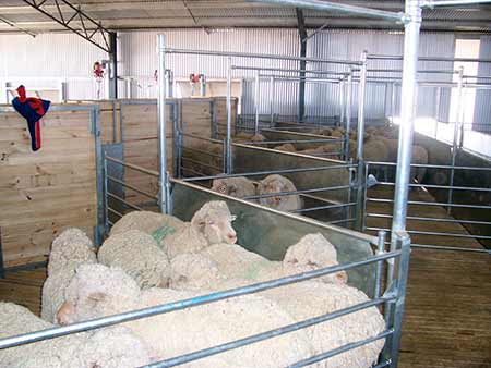 Sheep in Pens