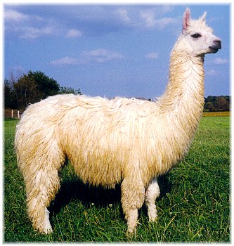 marketing strategy 2