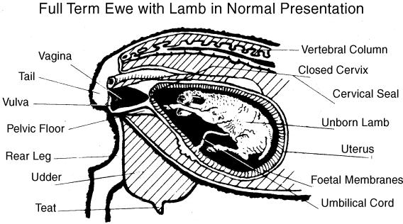 Anatomy of Pregnant Ewe