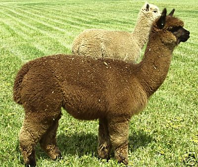 Breeding Alpacas 1