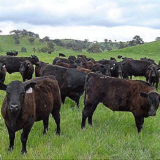 31/08/2009 NEWS: grazing cattle