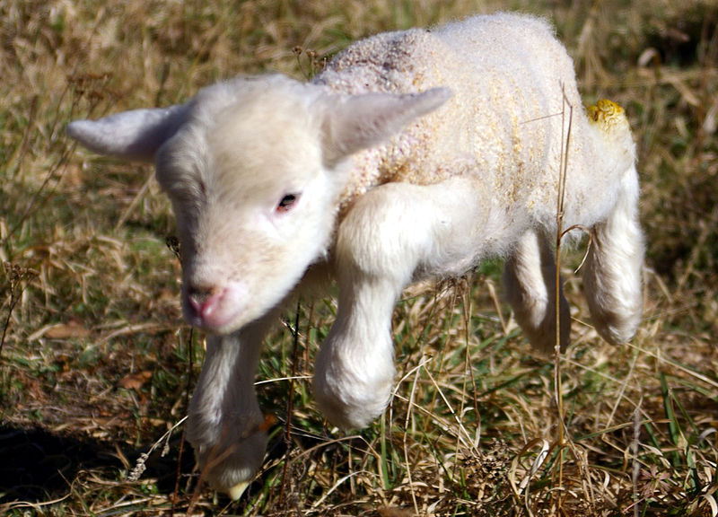 800px-Lamb_first_steps_(edited)