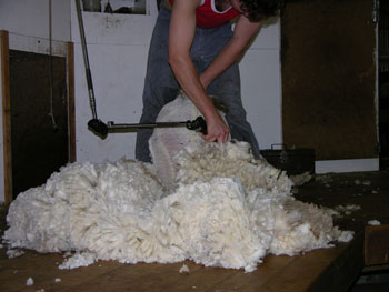 Merino_shearing