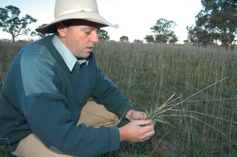 Monitor pastures regularly to ensure you meet your production targets 