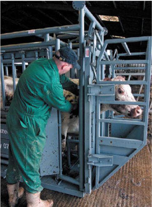 Squeeze-Crush Handler able to work on cattle safely.