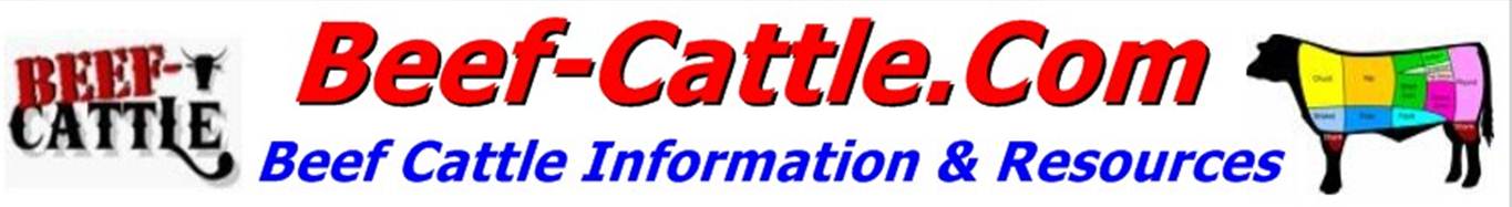 beefcattle.com banner