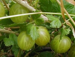 gooseberry