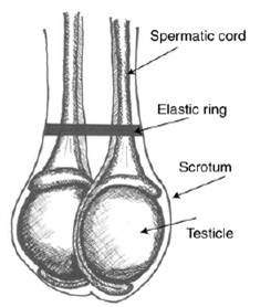Figure 2. Elastic band at top of testicles.