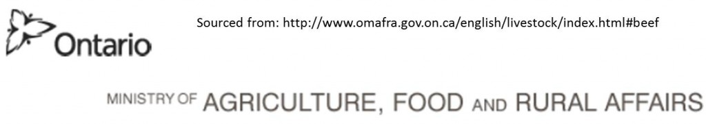 ontario banner beef cattle