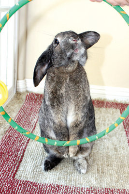 Companion Rabbit Training