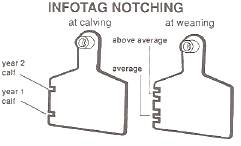 An example of how the Allflex lnfotag can be used to indicate important information about individual beef cattle.