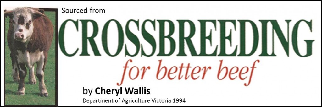 crossbreeding for better beef banner