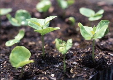 Butterfly stage coffee seedlings