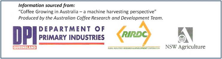 Coffee growing in Australia Banner