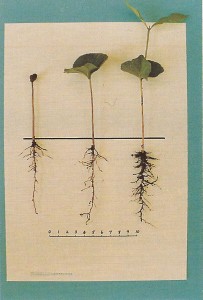 Coffee seed germination