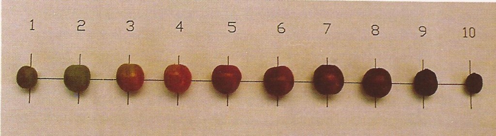 The ten stages of cherry ripening from immature green to overma