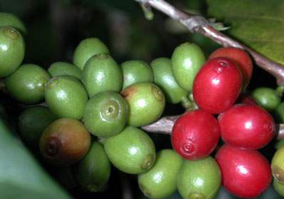 coffee-cherries-green-red-coffeeresearchorg