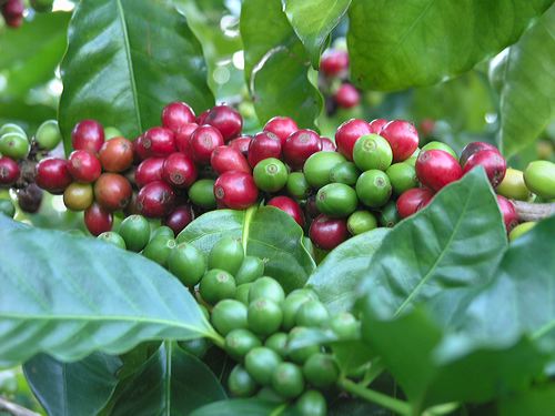 coffee plant