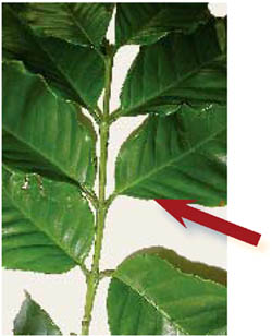 Leaf sampling 3rd and 4th pr of leaves