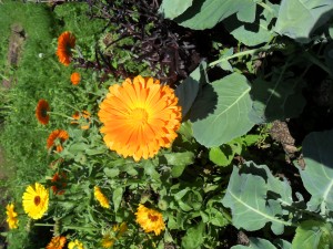 Calendula flowers Photo by Jesse Ainsworth