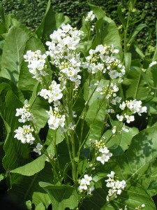 Horseradish picture by Pethan on Wikimedia Commons