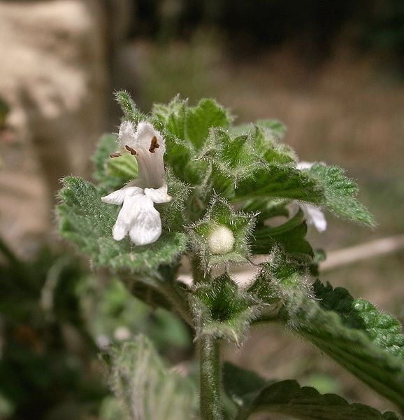 578px-Ballota_nigra_uncinata_Buskett_Gardens_Malta_02