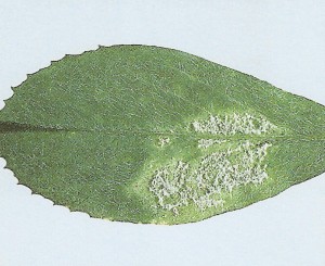 Downy Mildew 2