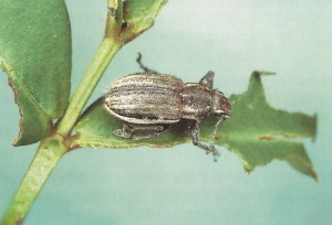 White Fringed Weevil