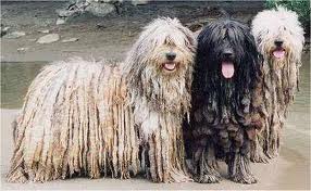 Bergamasco Sheepdog